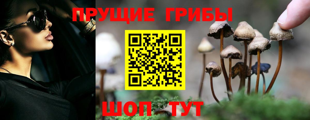 Псилоцибиновые грибы Psilocybine cubensis Нурлат